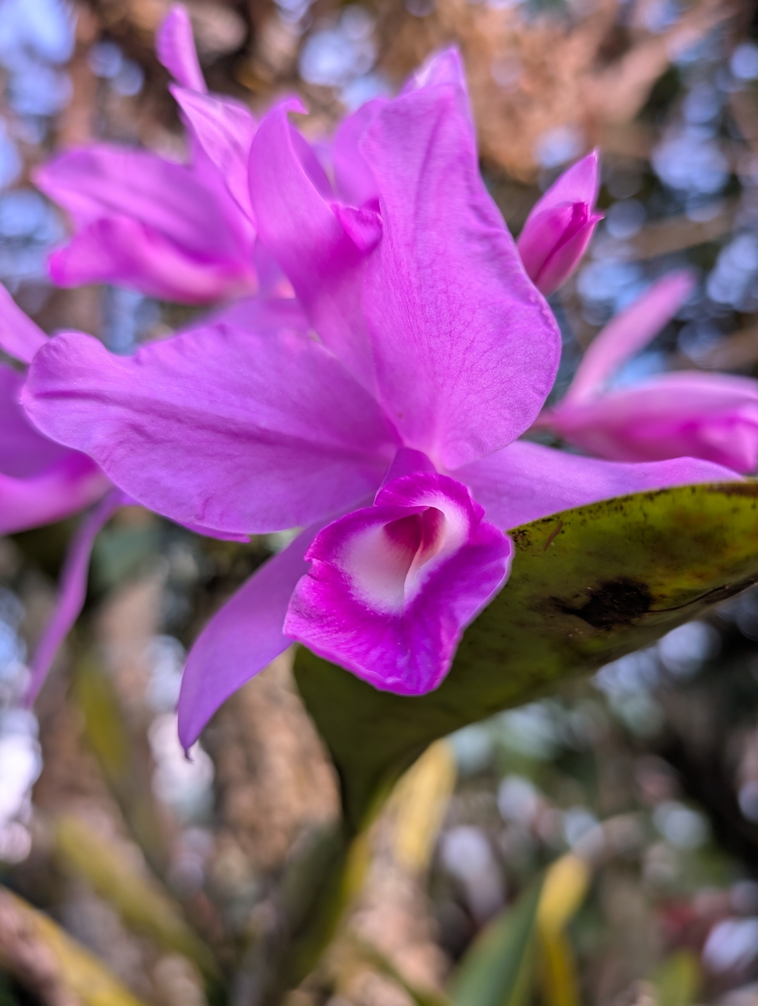 Imagem de Orquídea chocolate