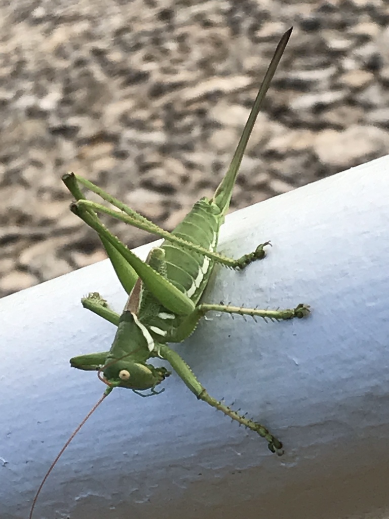 lesser arid-land katydid