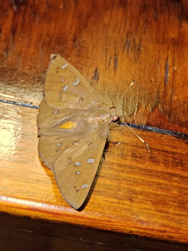 Dyscophellus ramon
