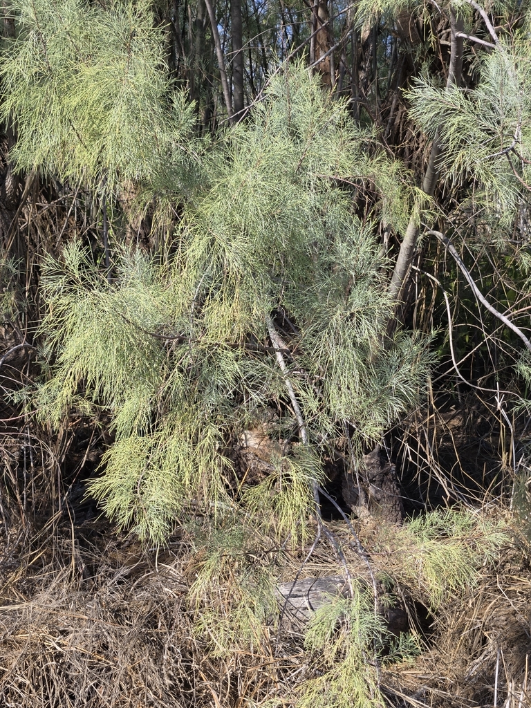 Tamarix aphylla, 3469+3RV, Pernitas Point, TX 78368, USA