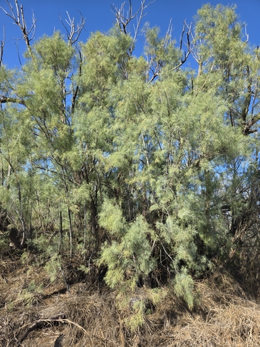 Tamarix aphylla