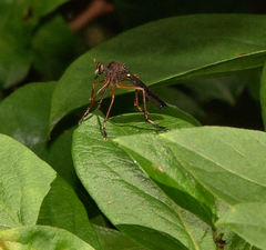 Diogmites platypterus