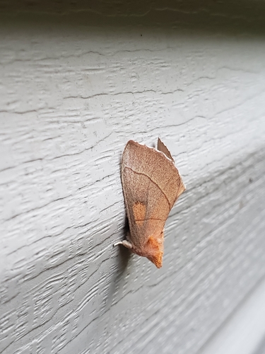 White-dotted Prominent Moth