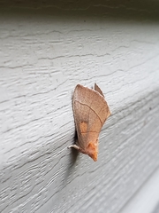 White-dotted Prominent