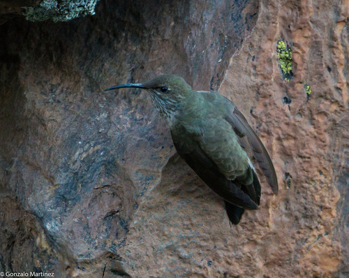 White-sided Hillstar (Oreotrochilus leucopleurus), photo 5