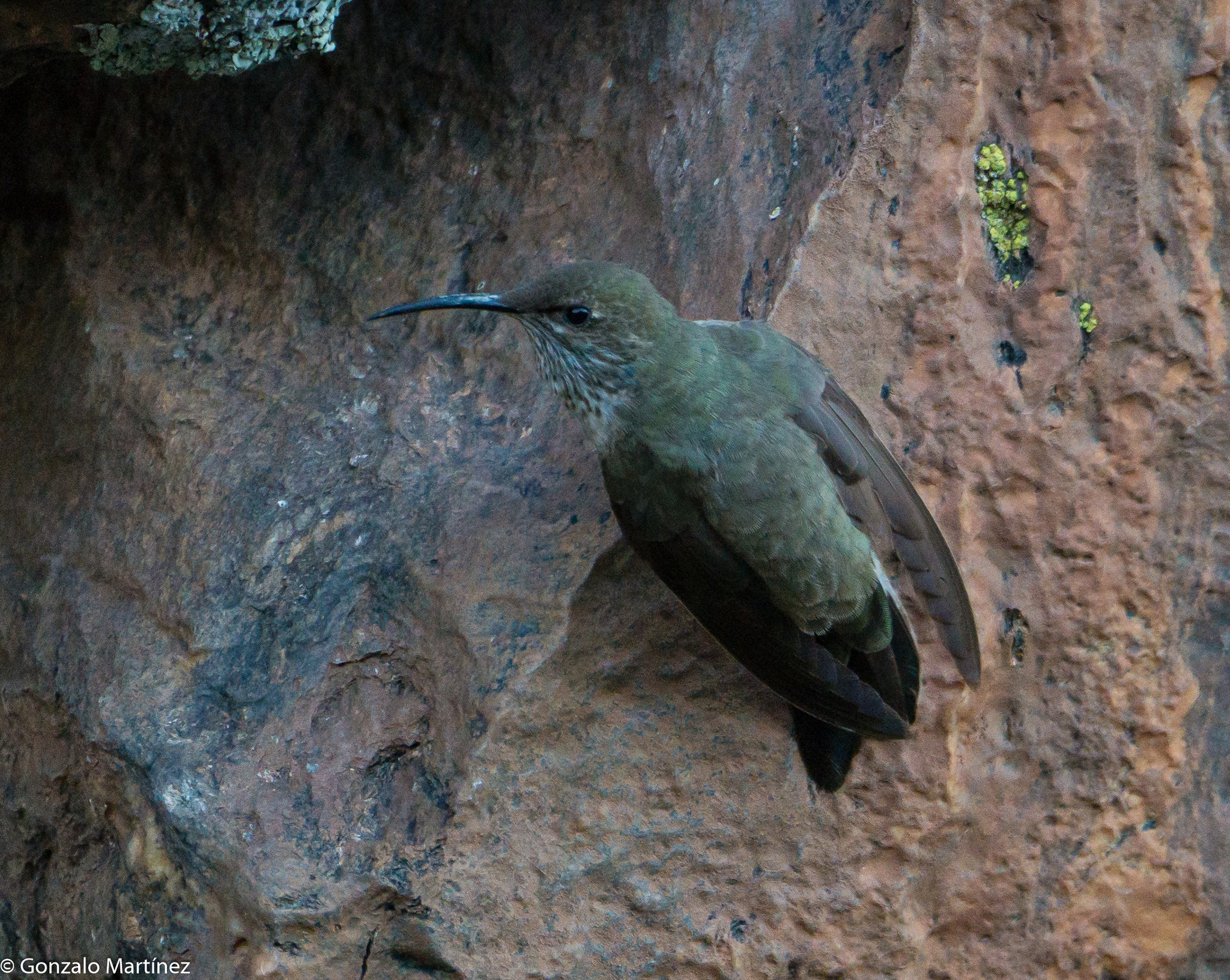 White-sided Hillstar (Oreotrochilus leucopleurus), photo 6
