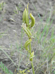 Astragalus sheldonii