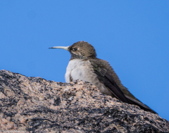 Andean Hillstar photo 3