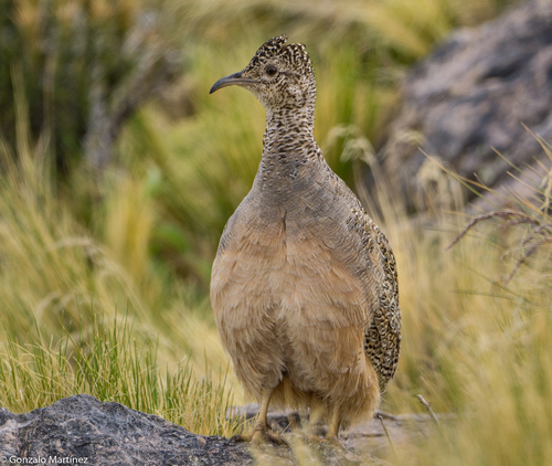 Ornate Tinamou (Nothoprocta ornata), photo 5