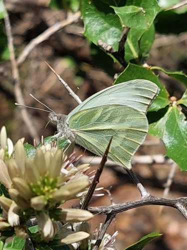 Lechosa serrana