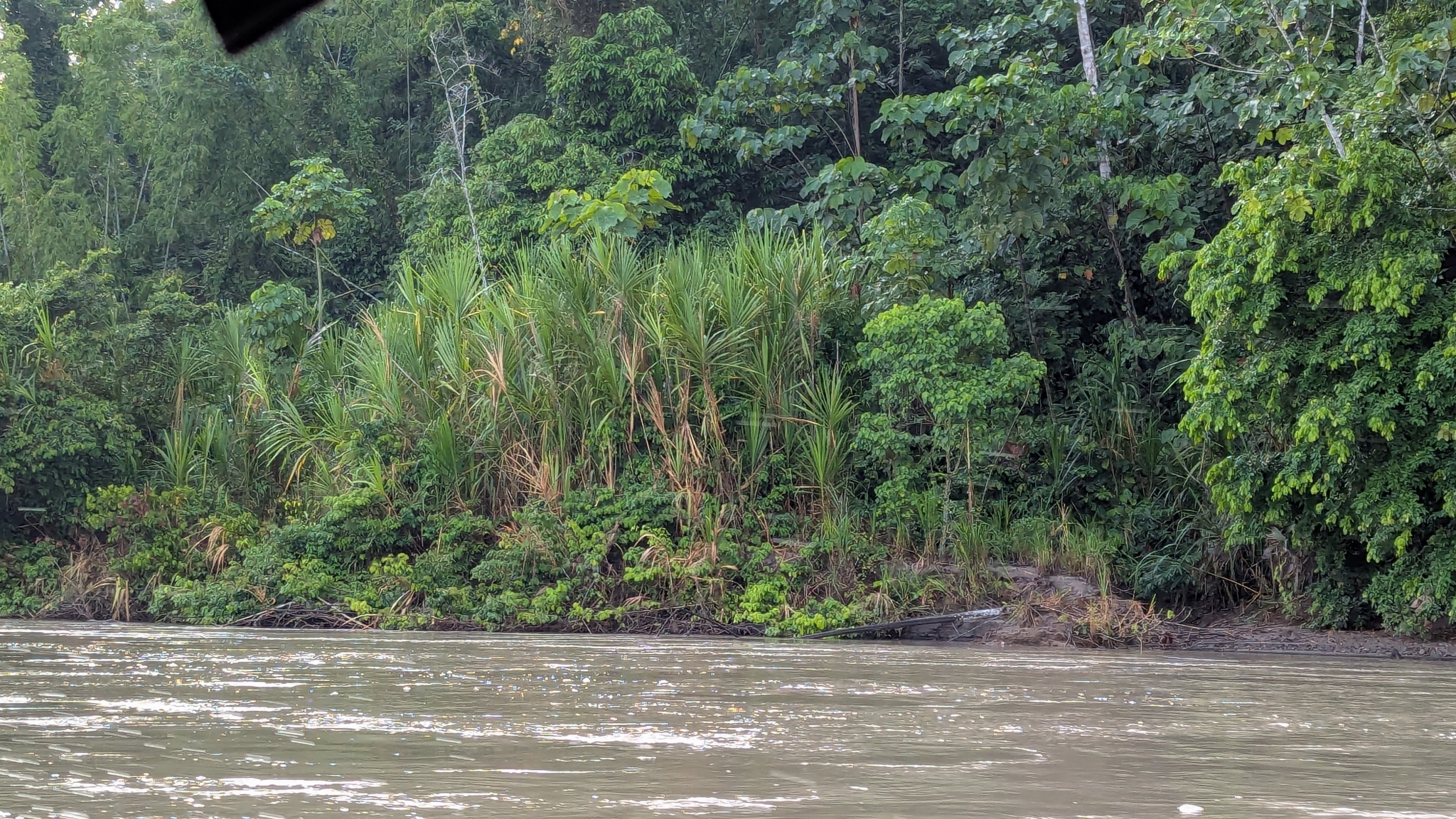 Imagem de Taboa