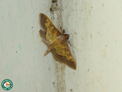 Diacme elealis
