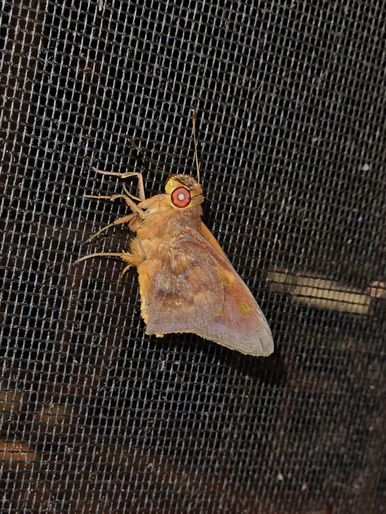Talides alternata