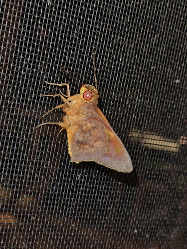 Talides alternata