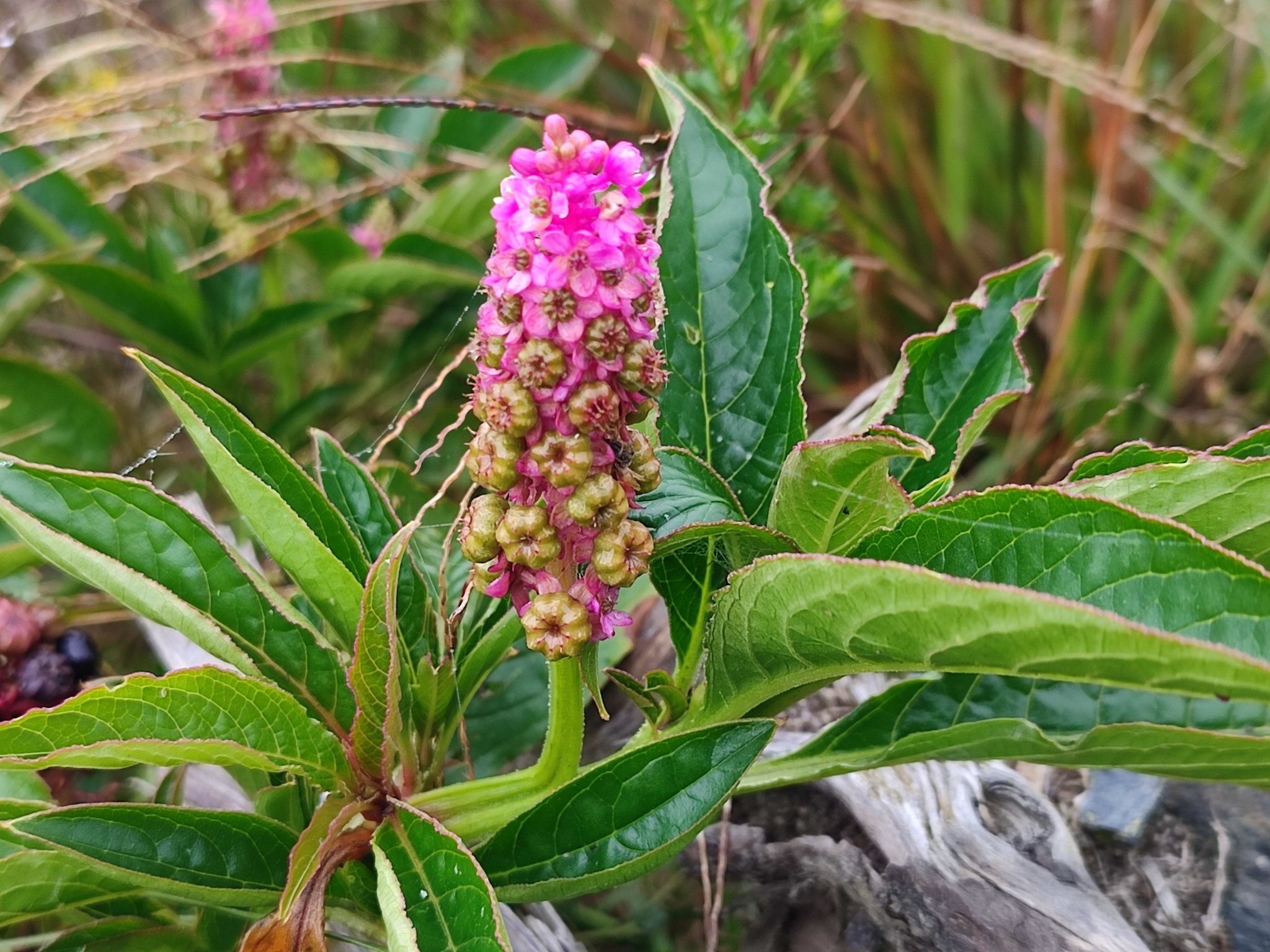 Imagem de Boldo-gambá
