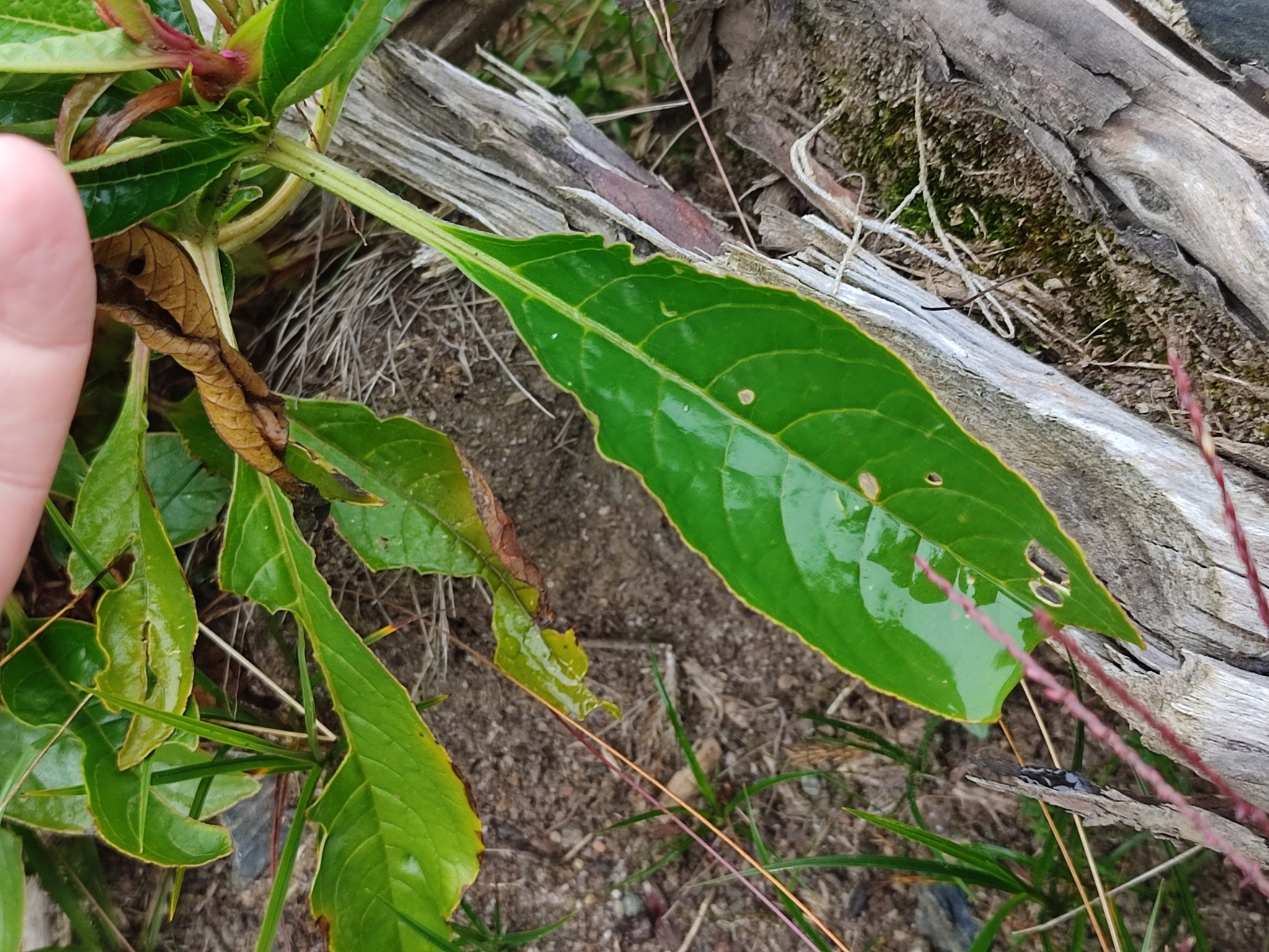 Imagem de Boldo-gambá