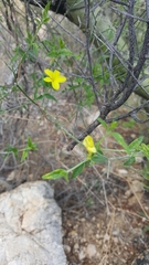 Haplophyton crooksii