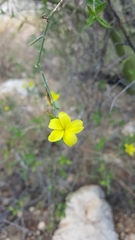 Haplophyton crooksii