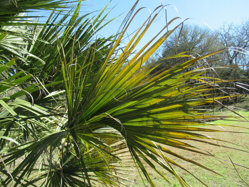 Image of Sabal mexicana by (c) Linda Jo Conn, some rights reserved (CC BY)
