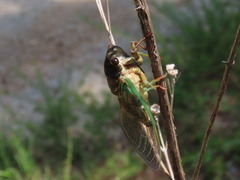Neotibicen lyricen engelhardti