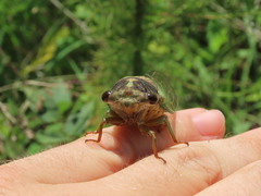 Neotibicen lyricen engelhardti