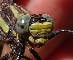 Phanogomphus descriptus