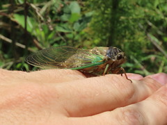 Neotibicen lyricen engelhardti