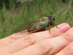 Neotibicen lyricen engelhardti