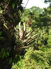 Aechmea zebrina