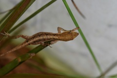 Anolis anisolepis
