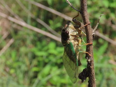 Neotibicen lyricen engelhardti
