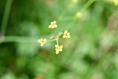 Donnellsmithia juncea