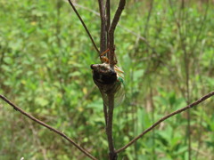 Neotibicen lyricen engelhardti