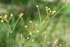 Donnellsmithia juncea