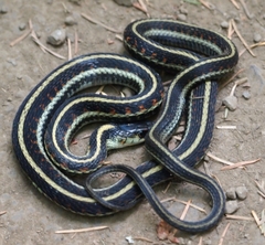 Thamnophis sirtalis concinnus