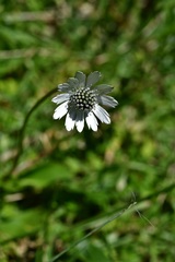 Eryngium scaposum