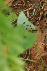 Thamnophis sirtalis concinnus