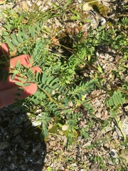 Astragalus neglectus