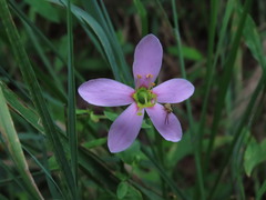 Sabatia brachiata