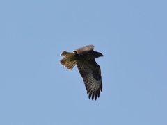 Buteo buteo