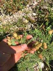 Astragalus neglectus