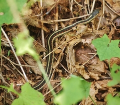 Thamnophis sirtalis concinnus