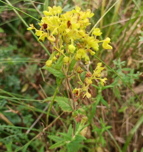 Calceolaria teucrioides (Calceolaria teucrioides)