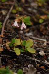 Linnaea borealis longiflora