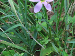 Sabatia brachiata