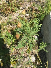 Astragalus neglectus