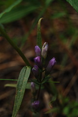 Gentianella amarella