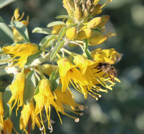 iNaturalist observation photo of Bladderpod