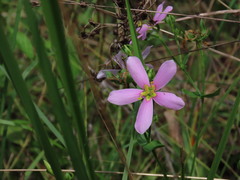 Sabatia brachiata