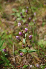 Gentianella amarella